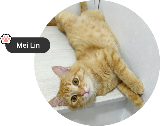 Cat: Mei Lin